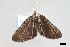  ( - USNM ENT 01921271)  @11 [ ] (by-nc-sa)  Unspecified Unspecified
