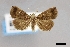  ( - USNM ENT 01921313)  @11 [ ] (by-nc-sa)  Unspecified Unspecified