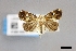  ( - USNM ENT 01921329)  @11 [ ] (by-nc-sa)  Unspecified Unspecified