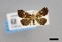  ( - USNM ENT 01921330)  @11 [ ] (by-nc-sa)  Unspecified Unspecified