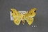  (Tridrepana acuta - USNM ENT 01921477)  @11 [ ] Unspecified (default): All Rights Reserved  Unspecified Unspecified