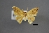  (Tridrepana albonotata - USNM ENT 01921478)  @11 [ ] Unspecified (default): All Rights Reserved  Unspecified Unspecified