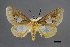  (Stenognatha toddi - USNM ENT 01921490)  @11 [ ] Unspecified (default): All Rights Reserved  Unspecified Unspecified