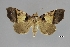  (Serrodes curvilinea - USNM ENT 01921557)  @11 [ ] Unspecified (default): All Rights Reserved  Unspecified Unspecified