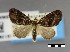  (Horisme chlorodesma - USNM ENT 01921577)  @11 [ ] Unspecified (default): All Rights Reserved  Unspecified Unspecified