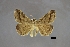 (Mocis nr. disseverans - USNM ENT 01921585)  @11 [ ] Unspecified (default): All Rights Reserved  Unspecified Unspecified