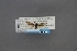  (Tegeticula antithetica - USNM ENT 01921637)  @11 [ ] (by-sa)  Unspecified Unspecified
