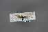  ( - USNM ENT 01921639)  @11 [ ] (by-sa)  Unspecified Unspecified