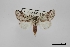  (Litodonta troubridgei - USNM ENT 01921652)  @11 [ ] Unspecified (default): All Rights Reserved  Unspecified Unspecified