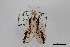  (Macrurocampa zayasi - USNM ENT 01921659)  @11 [ ] Unspecified (default): All Rights Reserved  Unspecified Unspecified