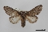  (Cecrita lunata - USNM ENT 01921673)  @11 [ ] Unspecified (default): All Rights Reserved  Unspecified Unspecified