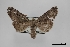  (Oedemasia leptinoides - USNM ENT 01921684)  @11 [ ] Unspecified (default): All Rights Reserved  Unspecified Unspecified
