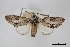  (Macrurocampa frisoni - USNM ENT 01921742)  @11 [ ] Unspecified (default): All Rights Reserved  Unspecified Unspecified