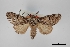  (Macrurocampa alpina - USNM ENT 01921743)  @11 [ ] Unspecified (default): All Rights Reserved  Unspecified Unspecified