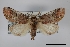  (Coelodasys unicornis - USNM ENT 01921762)  @11 [ ] Unspecified (default): All Rights Reserved  Unspecified Unspecified