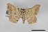  (Psamatodes pallidata - USNM ENT 01921821)  @11 [ ] Unspecified (default): All Rights Reserved  Unspecified Unspecified