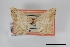  (Psamatodes atrimacularia - USNM ENT 01921822)  @11 [ ] Unspecified (default): All Rights Reserved  Unspecified Unspecified