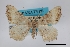  (Macaria transitaria - USNM ENT 01921828)  @11 [ ] Unspecified (default): All Rights Reserved  Unspecified Unspecified