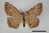  (Macaria ochrifascia - USNM ENT 01921833)  @11 [ ] Unspecified (default): All Rights Reserved  Unspecified Unspecified