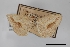  (Digrammia gilletteata - USNM ENT 01921844)  @11 [ ] Unspecified (default): All Rights Reserved  Unspecified Unspecified