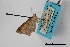  (Digrammia irrorata - USNM ENT 01921847)  @11 [ ] Unspecified (default): All Rights Reserved  Unspecified Unspecified