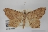  (Digrammia subcelata - USNM ENT 01921868)  @11 [ ] Unspecified (default): All Rights Reserved  Unspecified Unspecified
