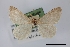  (Macaria subumbrata - USNM ENT 01921870)  @11 [ ] Unspecified (default): All Rights Reserved  Unspecified Unspecified