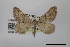  (Macaria sexmaculata - USNM ENT 01921939)  @11 [ ] Unspecified (default): All Rights Reserved  Unspecified Unspecified