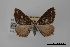  ( - USNM ENT 01921954)  @11 [ ] Unspecified (default): All Rights Reserved  Unspecified Unspecified