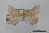  (Digrammia ordinata - USNM ENT 01921985)  @11 [ ] Unspecified (default): All Rights Reserved  Unspecified Unspecified