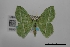  (Dichorda iridaria - USNM ENT 02001013)  @11 [ ] Unspecified (default): All Rights Reserved  Unspecified Unspecified