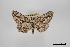  ( - USNM ENT 02001068)  @11 [ ] Unspecified (default): All Rights Reserved  Unspecified Unspecified