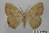  (Phrygionis aurifera - USNM ENT 02001159)  @11 [ ] Unspecified (default): All Rights Reserved  Unspecified Unspecified