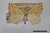  ( - USNM ENT 02001183)  @11 [ ] Unspecified (default): All Rights Reserved  Unspecified Unspecified