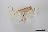  (Plataea trilinearia - USNM ENT 02001187)  @11 [ ] Unspecified (default): All Rights Reserved  Unspecified Unspecified