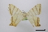  (Phrygionis platinata citrina - USNM ENT 02001204)  @11 [ ] Unspecified (default): All Rights Reserved  Unspecified Unspecified