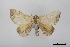  (Obila praecurraria - USNM ENT 02001262)  @11 [ ] Unspecified (default): All Rights Reserved  Unspecified Unspecified