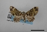  (Hammaptera chloronotata - USNM ENT 02001270)  @11 [ ] Unspecified (default): All Rights Reserved  Unspecified Unspecified