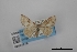  (Leptostales adela - USNM ENT 02001278)  @11 [ ] Unspecified (default): All Rights Reserved  Unspecified Unspecified