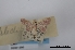  (Leptostales delectabiliaria - USNM ENT 02001280)  @11 [ ] Unspecified (default): All Rights Reserved  Unspecified Unspecified