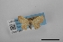  ( - USNM ENT 02001281)  @11 [ ] Unspecified (default): All Rights Reserved  Unspecified Unspecified