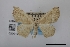  (Leptostales noctuata - USNM ENT 02001283)  @11 [ ] Unspecified (default): All Rights Reserved  Unspecified Unspecified