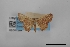  (Leptostales nycteis - USNM ENT 02001284)  @11 [ ] Unspecified (default): All Rights Reserved  Unspecified Unspecified