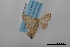  (Leptostales rivularia - USNM ENT 02001289)  @11 [ ] Unspecified (default): All Rights Reserved  Unspecified Unspecified