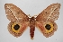  ( - CCDB-45180-H11)  @11 [ ] CreativeCommons - Attribution Share-Alike (2024) Unspecified Smithsonian Institution, National Museum of Natural History, Entomological Collection