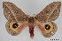  ( - CCDB-45180-H10)  @11 [ ] CreativeCommons - Attribution Share-Alike (2024) Unspecified Smithsonian Institution, National Museum of Natural History, Entomological Collection