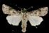  (Agrotis malefida - 05-NCCC-483)  @14 [ ] CreativeCommons - Attribution (2010) Unspecified Centre for Biodiversity Genomics