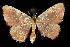  (Cyclophora culicaria - 06-NCCC-807)  @14 [ ] CreativeCommons - Attribution (2010) Unspecified Centre for Biodiversity Genomics