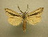  (Doryodes latistriga - 09-MISC-051)  @14 [ ] Unspecified (default): All Rights Reserved  Unspecified Unspecified