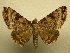  (Coenipeta sp - 09-MISC-061)  @15 [ ] Unspecified (default): All Rights Reserved  Unspecified Unspecified